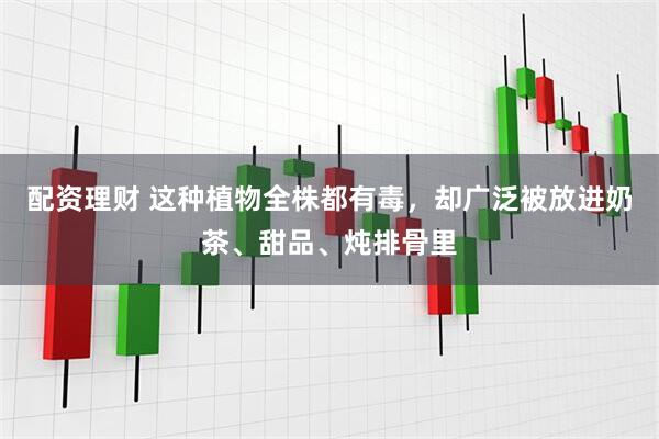 配资理财 这种植物全株都有毒，却广泛被放进奶茶、甜品、炖排骨里